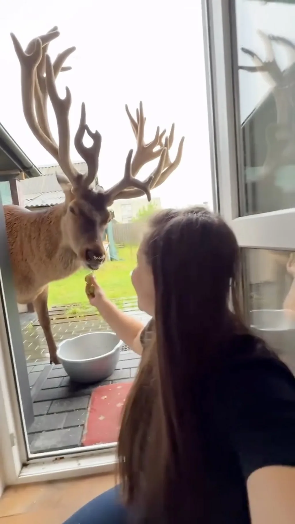 олень Борис