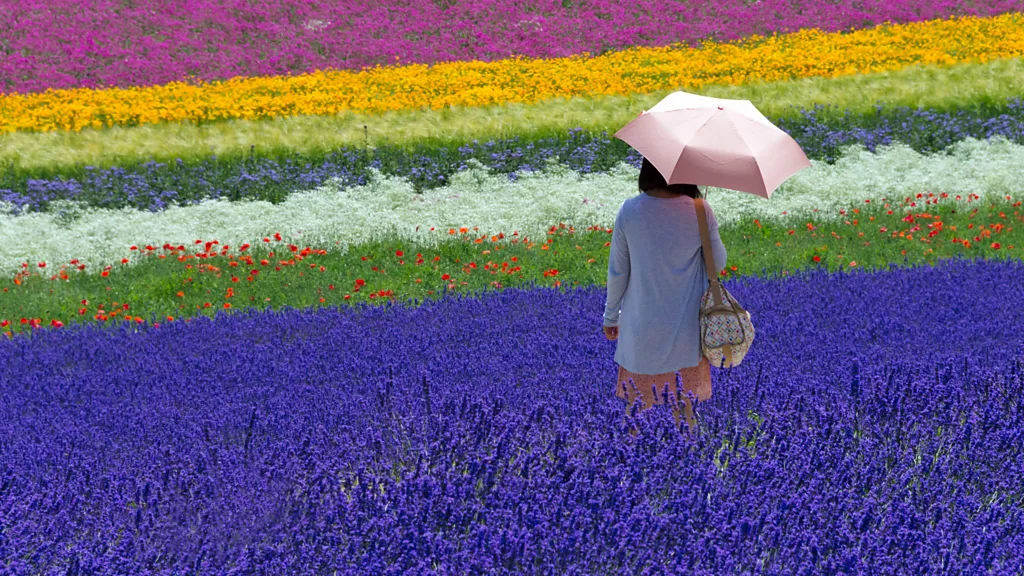 A wisteria tunnel in full bloom at Kawachi Fujien Wisteria Garden in Kitakyushu, Fukuoka, Japan (Credit: Alamy)