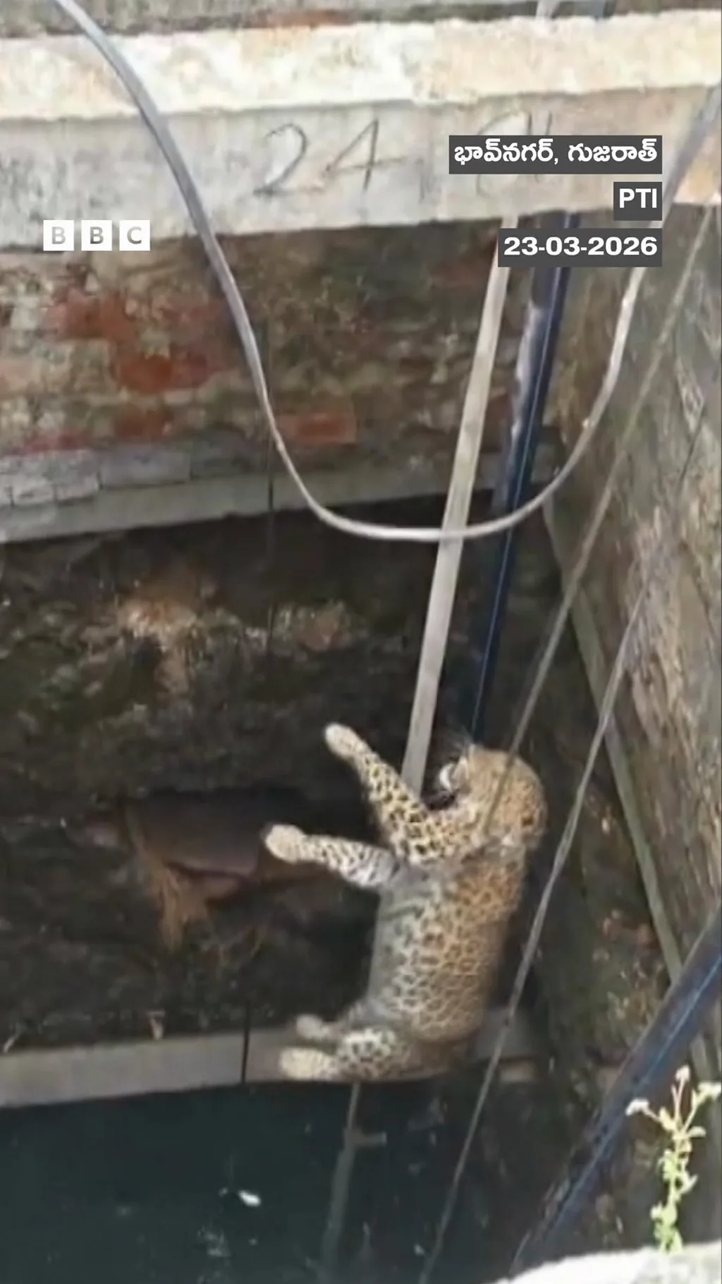 చిరుతపులిని , రెస్క్యూ