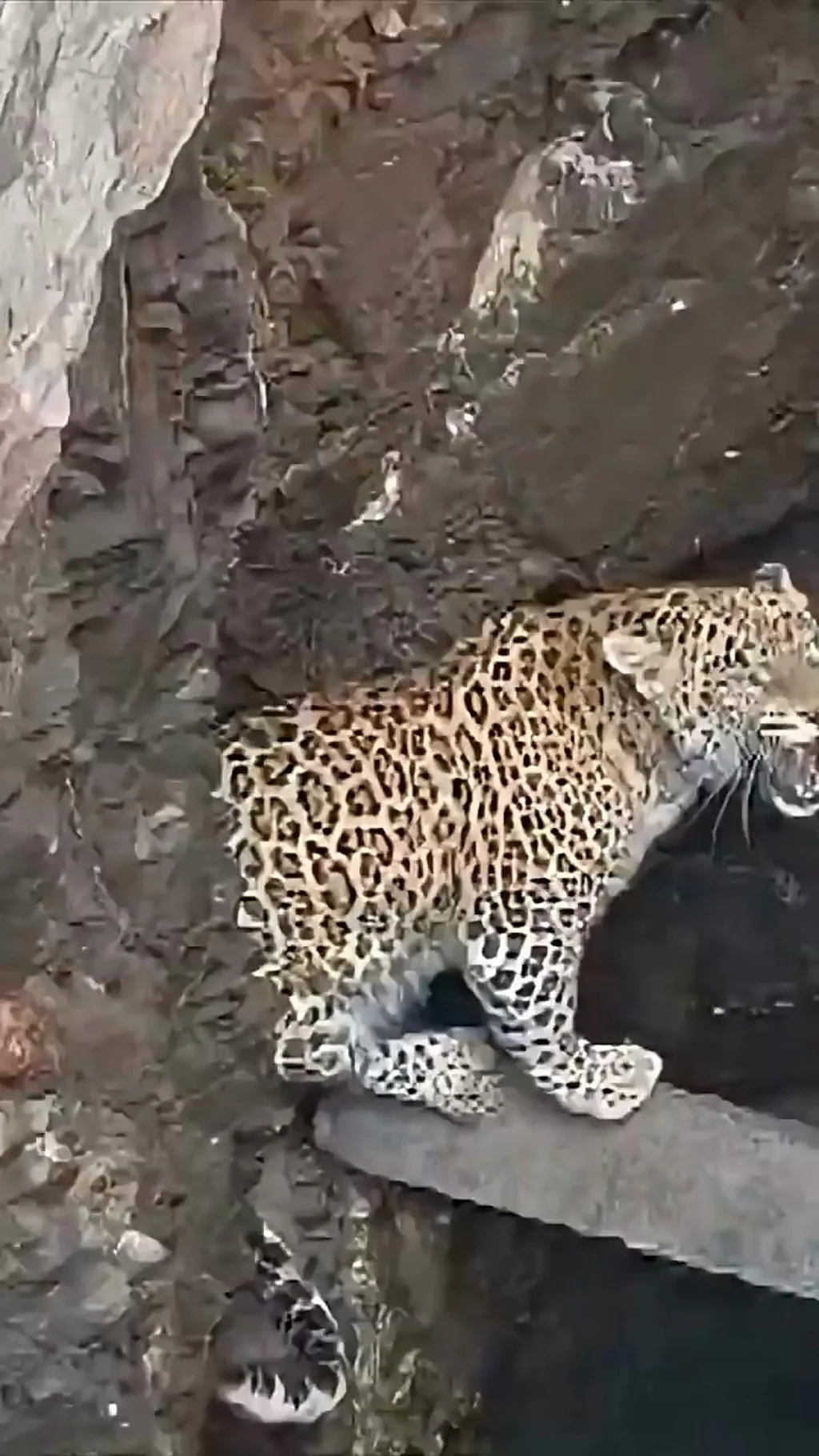 कुएं में गिरे तेंदुए यूं बचाया