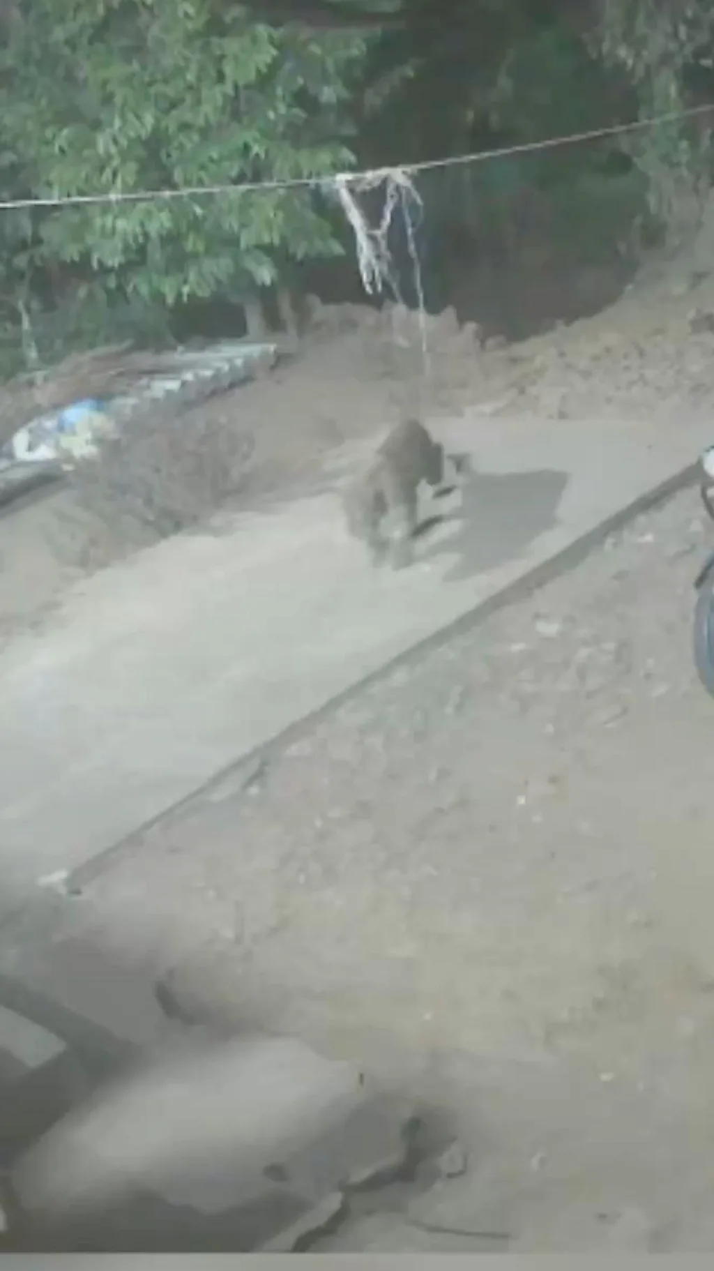 காணொளி: வளர்ப்பு பிராணியை வேட்டையாடிய சிறுத்தை