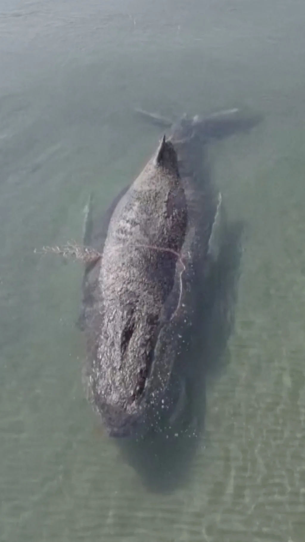 तटमा आएर 'अड्किएको' ह्वेल अन्ततः 'मुक्त'