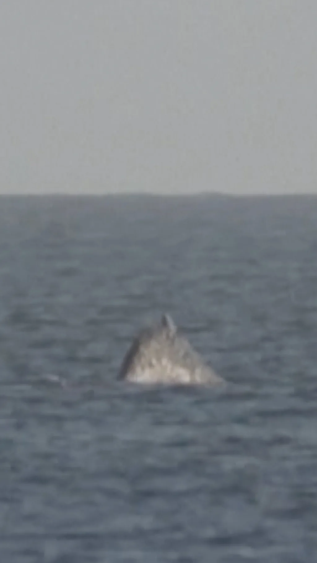 Кит вынырнул на поверхность
