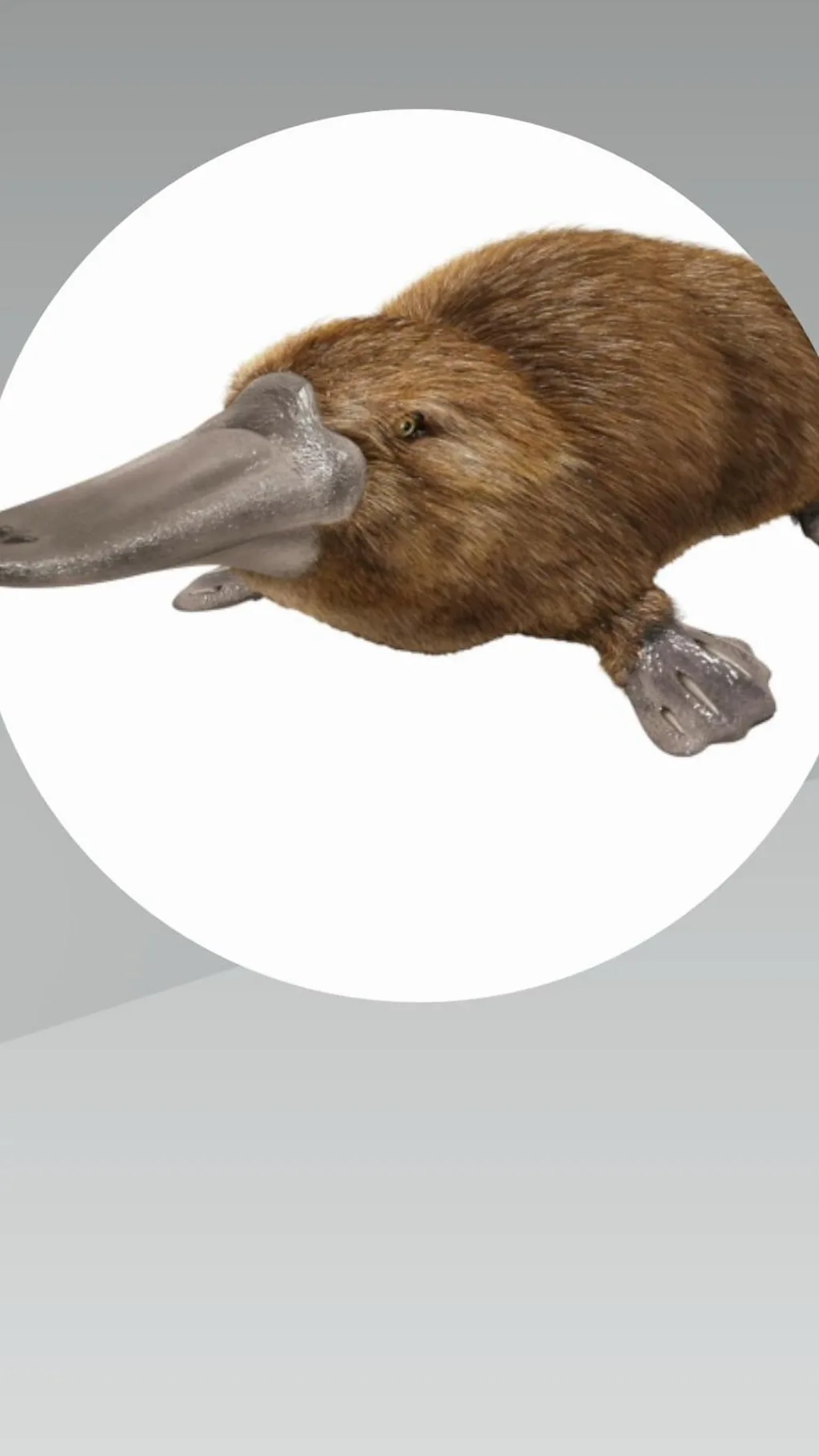 प्लेटिपस: इन वजहों से कहा जाता है दुनिया का सबसे अजीबोग़रीब जानवर