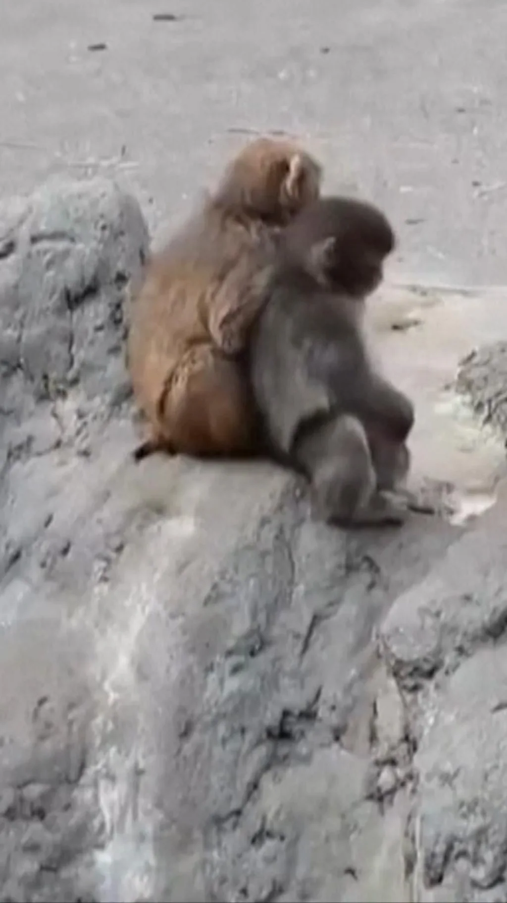 पंच अब अकेला नहीं रहा, मिल गए हैं नए साथी