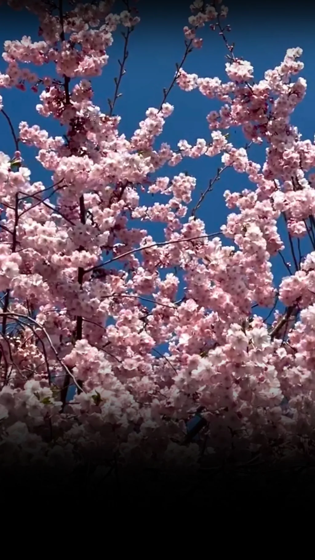 Ви бачили таку красу? Мукачево поступово поринає у ніжно-рожевий цвіт.