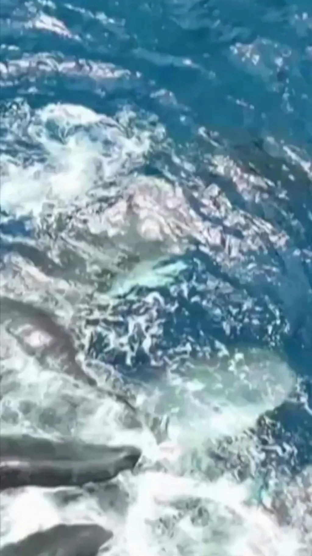 திமிங்கிலம்