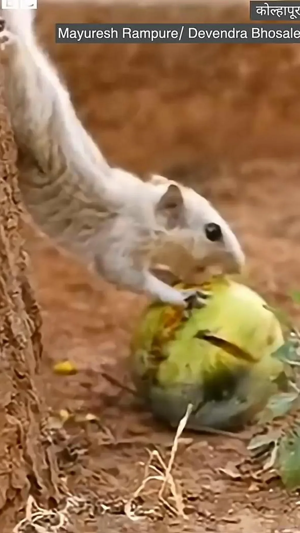 खारूताई