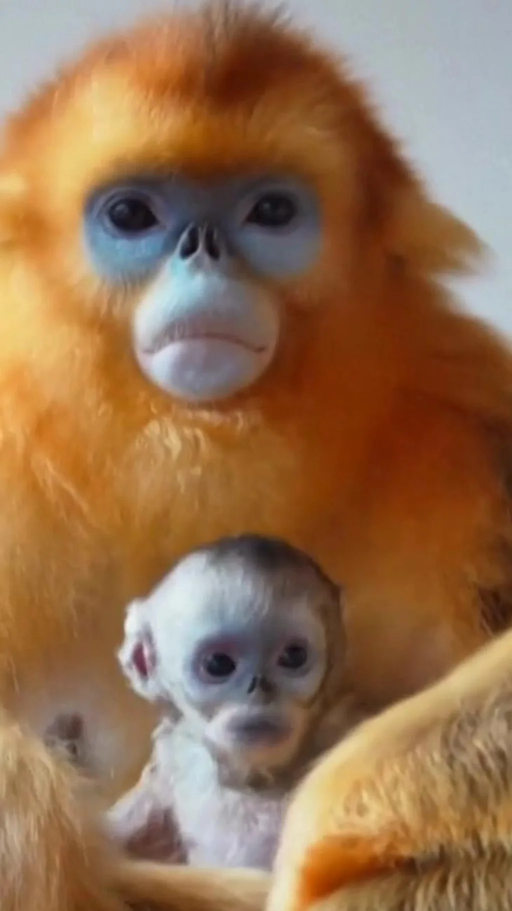 ਗੋਲਡਨ ਮੰਕੀ