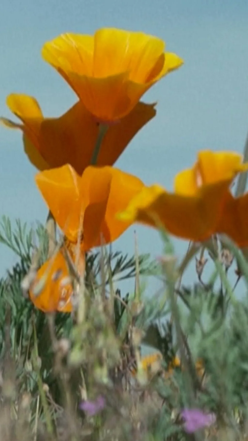 जहां आग ने सब राख कर दिया था, वहां अब खिले कई फूल