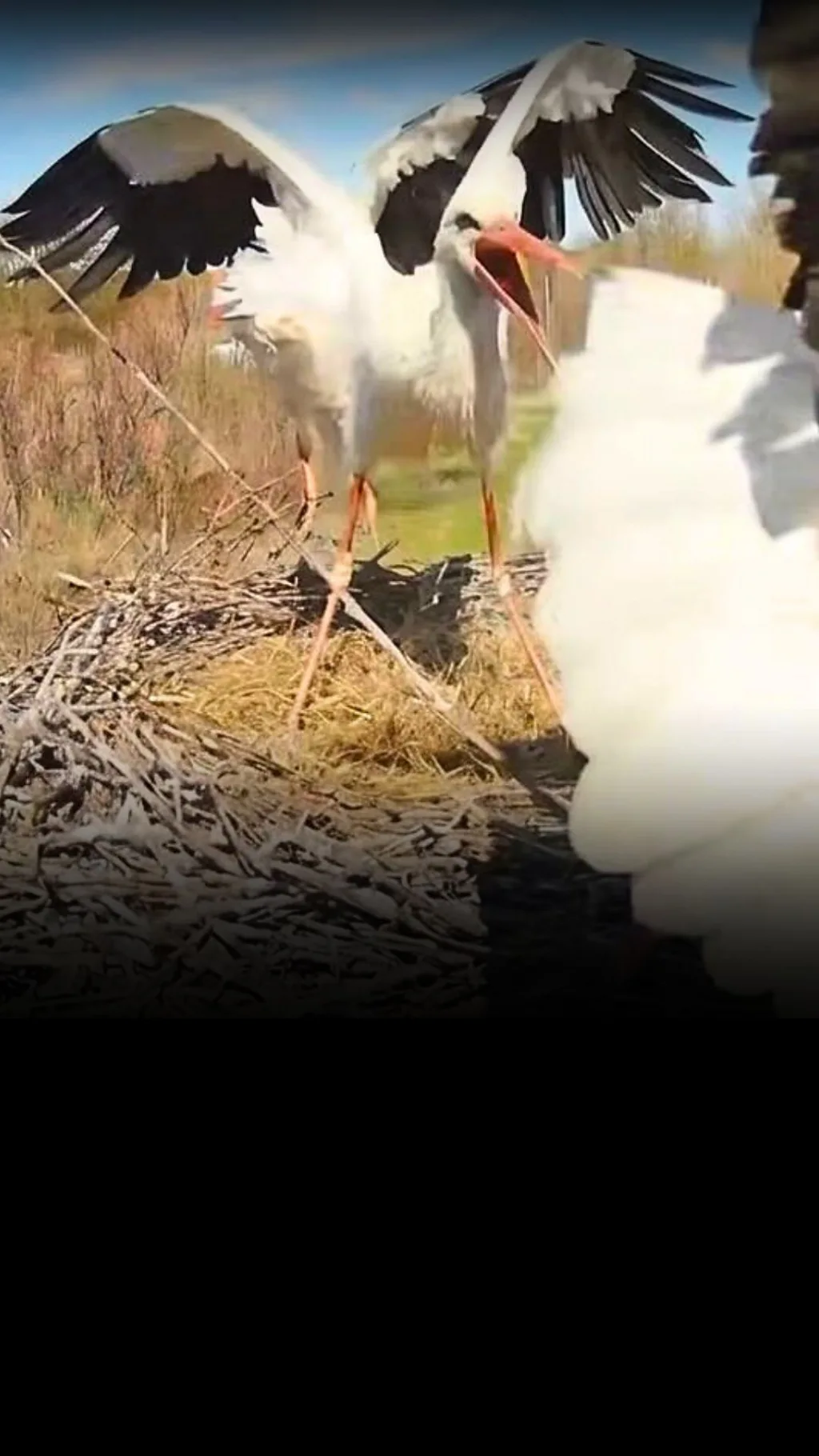 Драма у лелечому гнізді на території національного природного парку "Пирятинський"