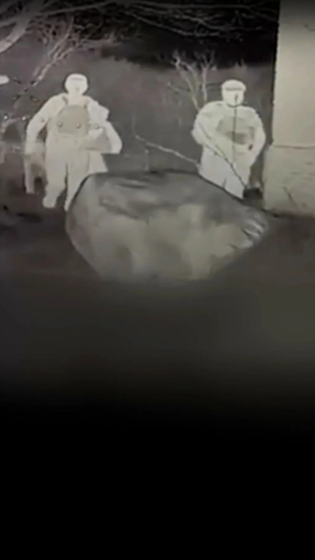 Військові врятували кота і собаку з передової за допомогою дрона