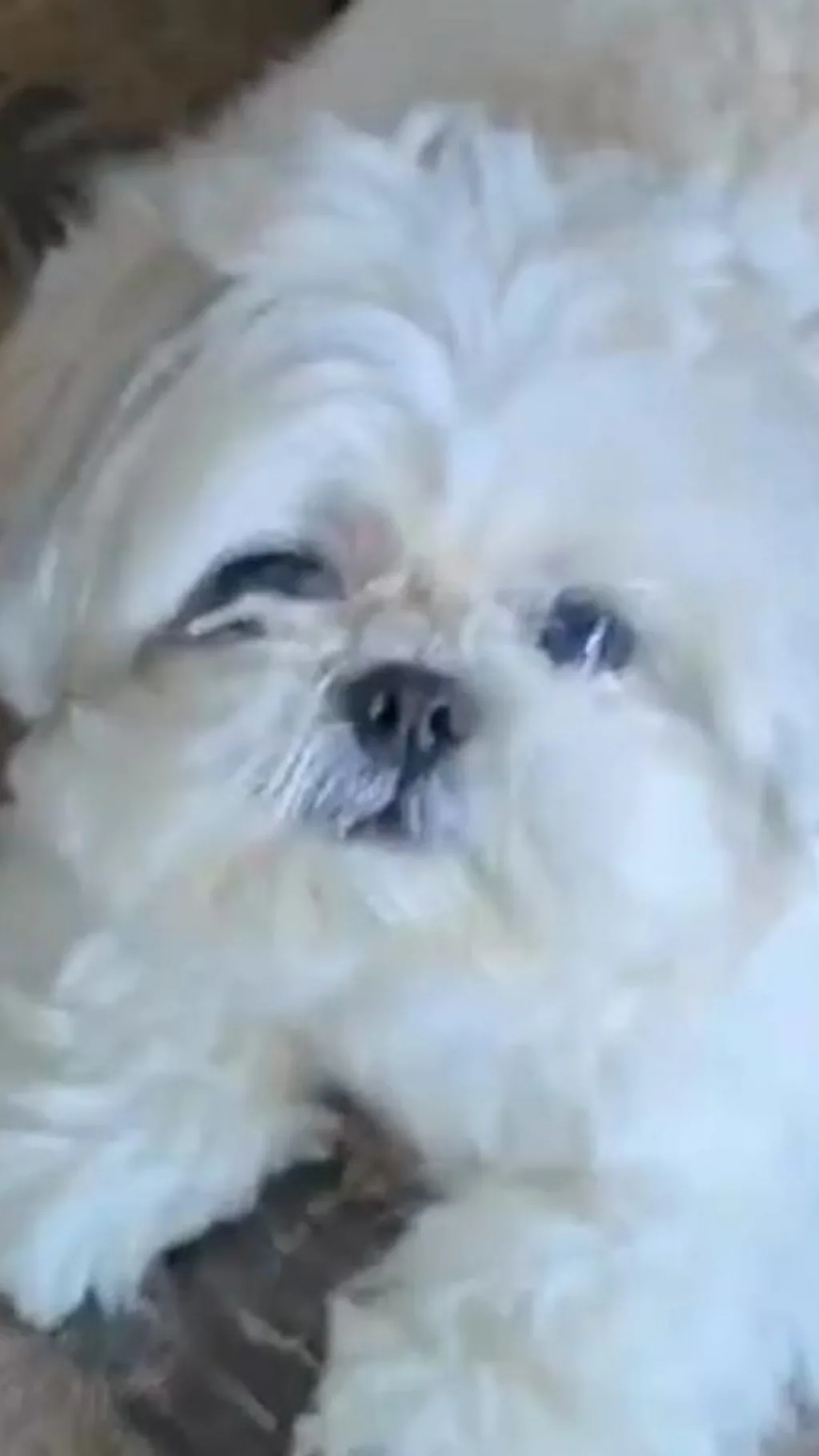 ด้วยความก้าวหน้าของปัญญาประดิษฐ์หรือเอไอ (AI) ช่วยให้เราถอดรหัสหรือเข้าใกล้การพูดคุยกับบรรดาสัตว์ต่าง ๆ ได้หรือไม่