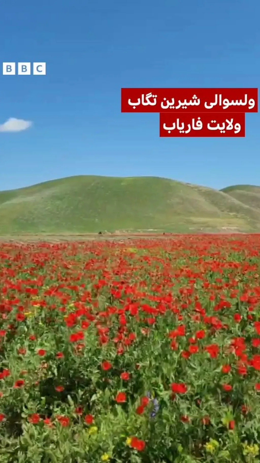 جلوههای بهاری دشتها و تپههای فاریاب