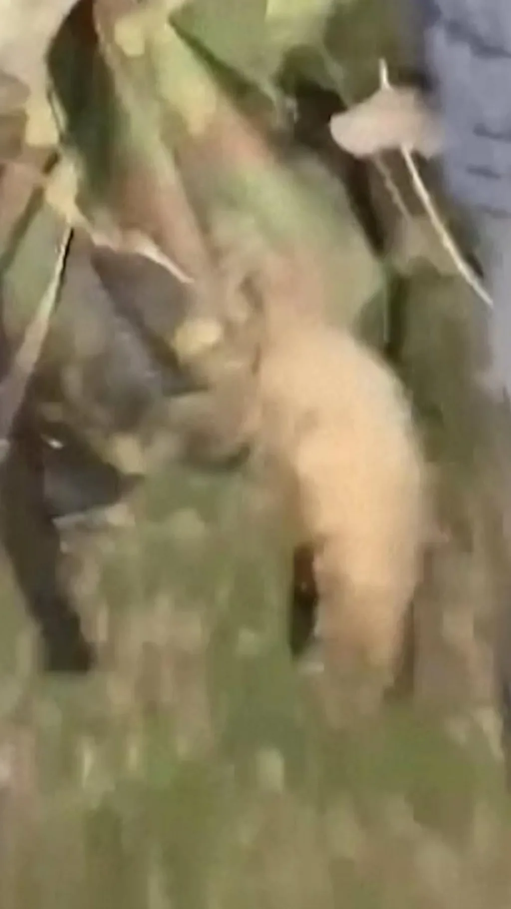 अखेर 9 दिवसांच्या शोधानंतर 'लांडगा सापडला रे सापडला'!