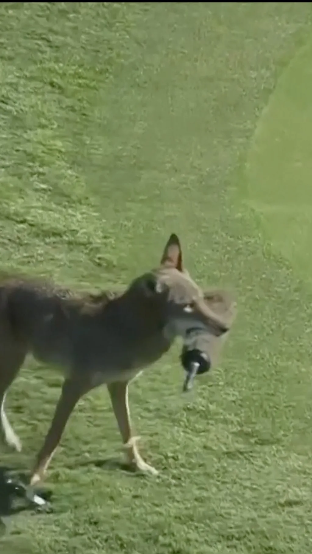 койот с микрофоном