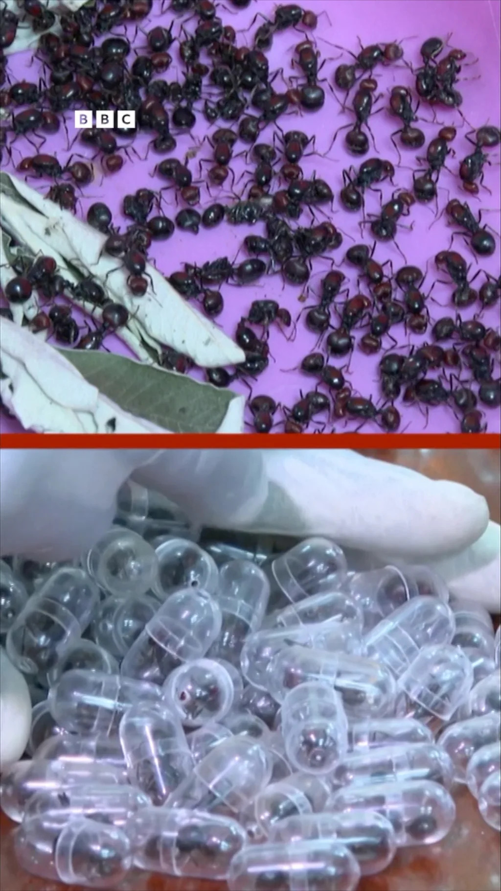 Chumolining narxi bugun oltinga tengmi?
Ko‘z ilg‘amas jonivorlar bugun millionlik biznesga aylandi.