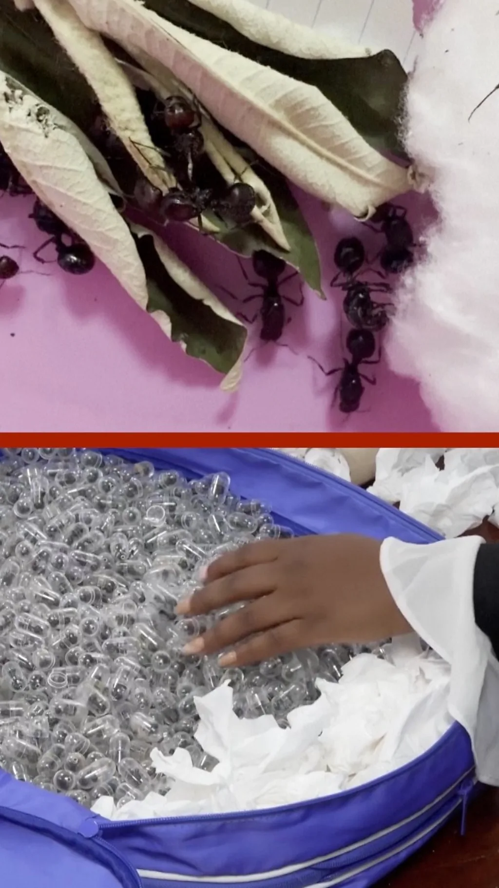 चीनी नागरिक कर रहा था 2200 ज़िंदा चींटियों की अवैध तस्करी, भेजा गया जेल