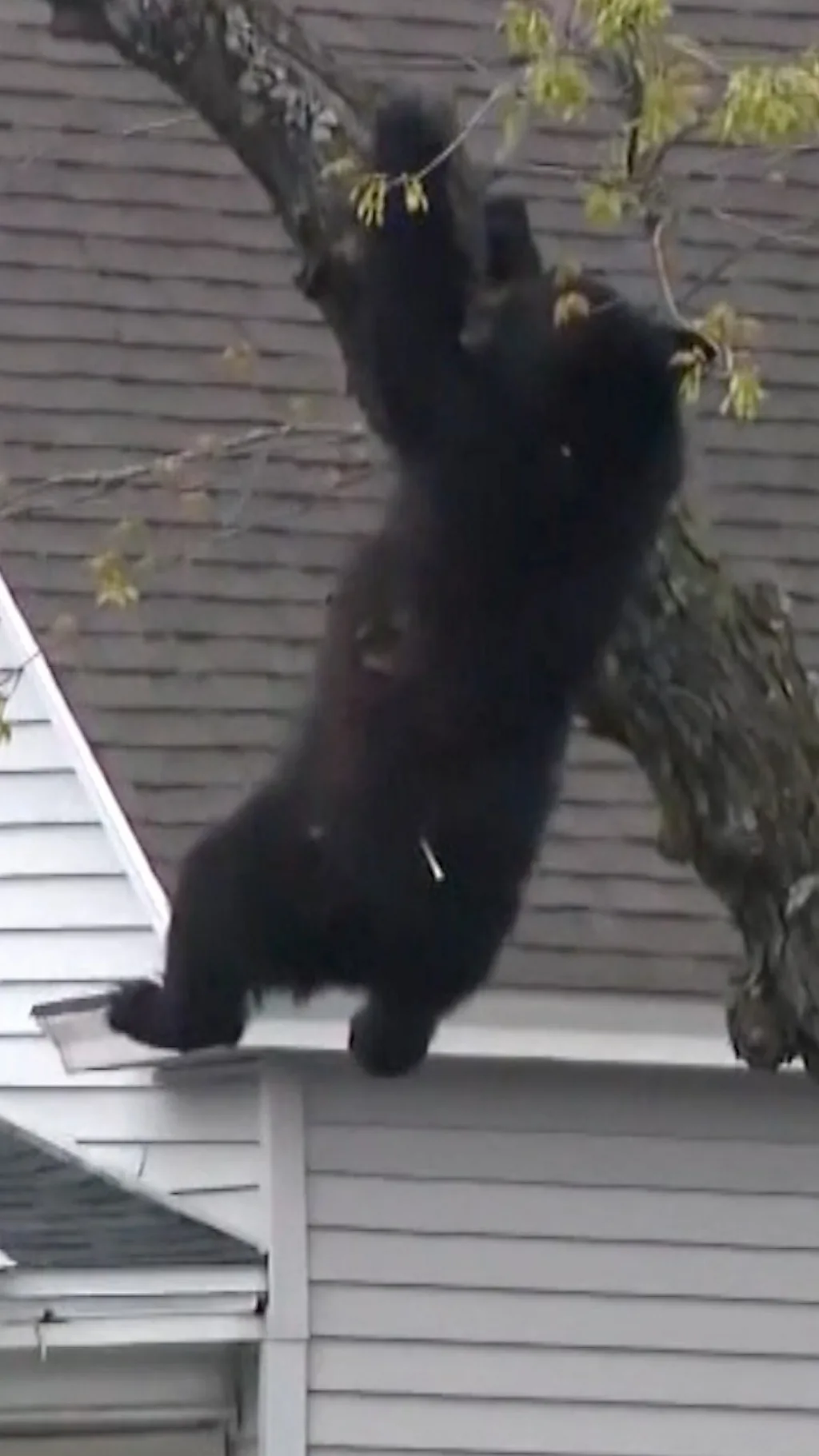 Спасение медведя