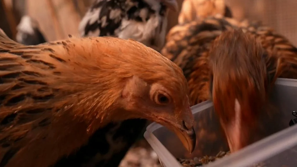 બ્રિટનમાં કેટલાક વોલેન્ટિયર્સને બર્ડ ફ્લૂની વેક્સિન અપાઈ છે. બર્ડ ફ્લૂ રોગચાળો બને તો વેક્સિન કામ આવી શકે. વેક્સિન ફ્લૂ સ્ટ્રેનને નિશાન બનાવે છે જેણે પક્ષીમાં સંક્રમણ ફેલાવ્યું છે.