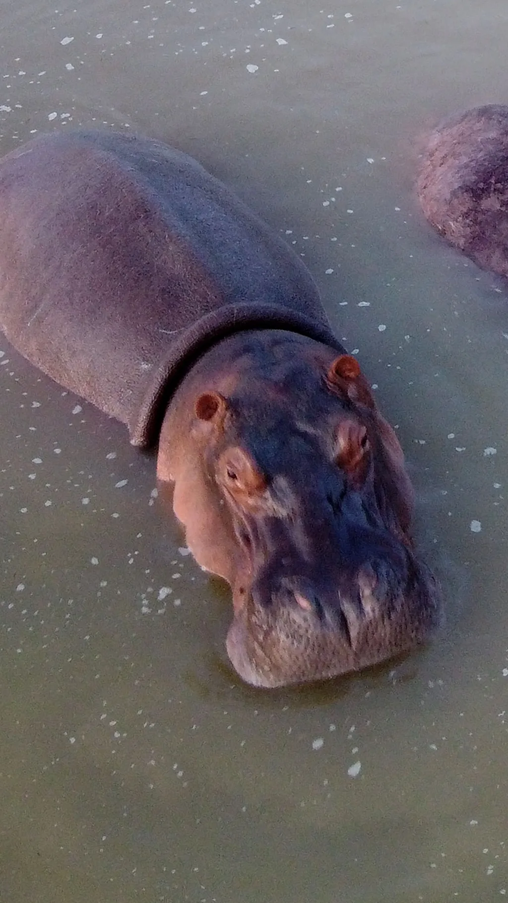 เตรียมกำจัด "ฮิปโปโคเคน" ของราชายาเสพติด "ปาโบล เอสโคบาร์"