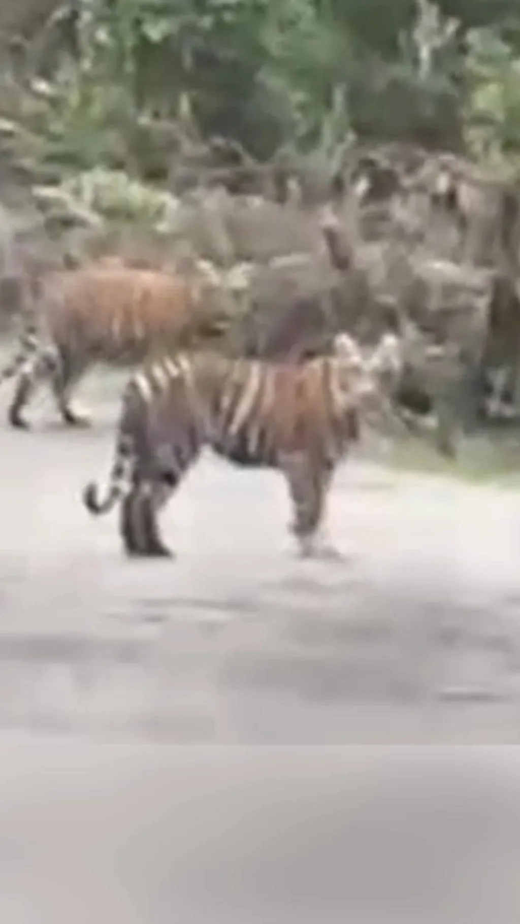புலி