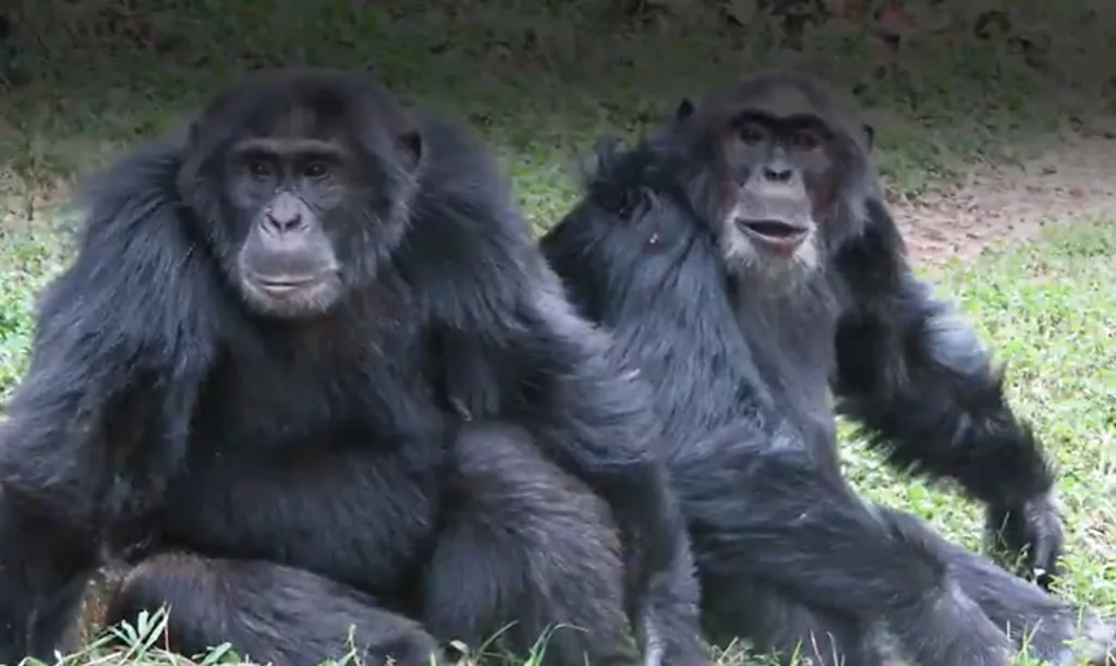 A primeira 'guerra civil' entre chimpanzés registrada por cientistas