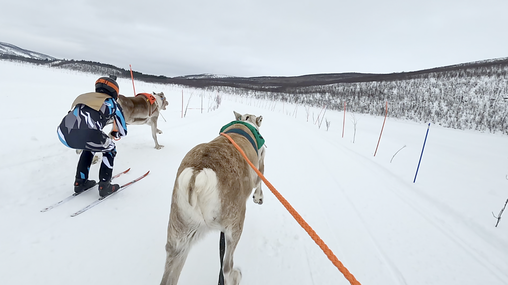 Inside Lapland’s dramatic high-speed reindeer racing