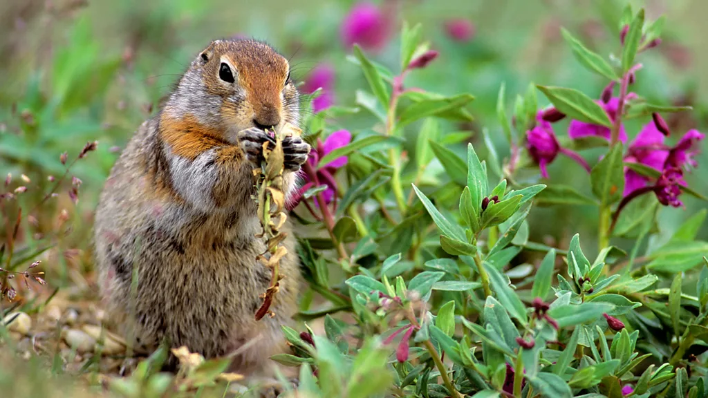 An Arctic ground squirrel curls up in hibernation amid fluffy bedding material (Credit: Sarah Rice)