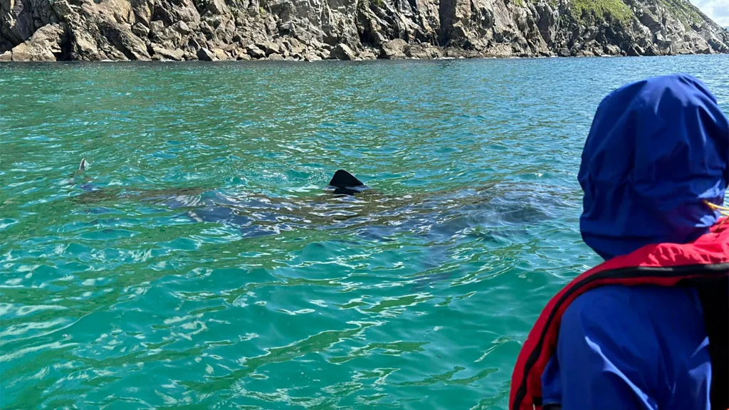 A basking shark swims in the waters near a a crag by the sea in Ireland (Credit: Alamy)