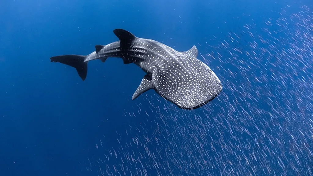 A whale shark swims in bright blue water, surrounded by small fish