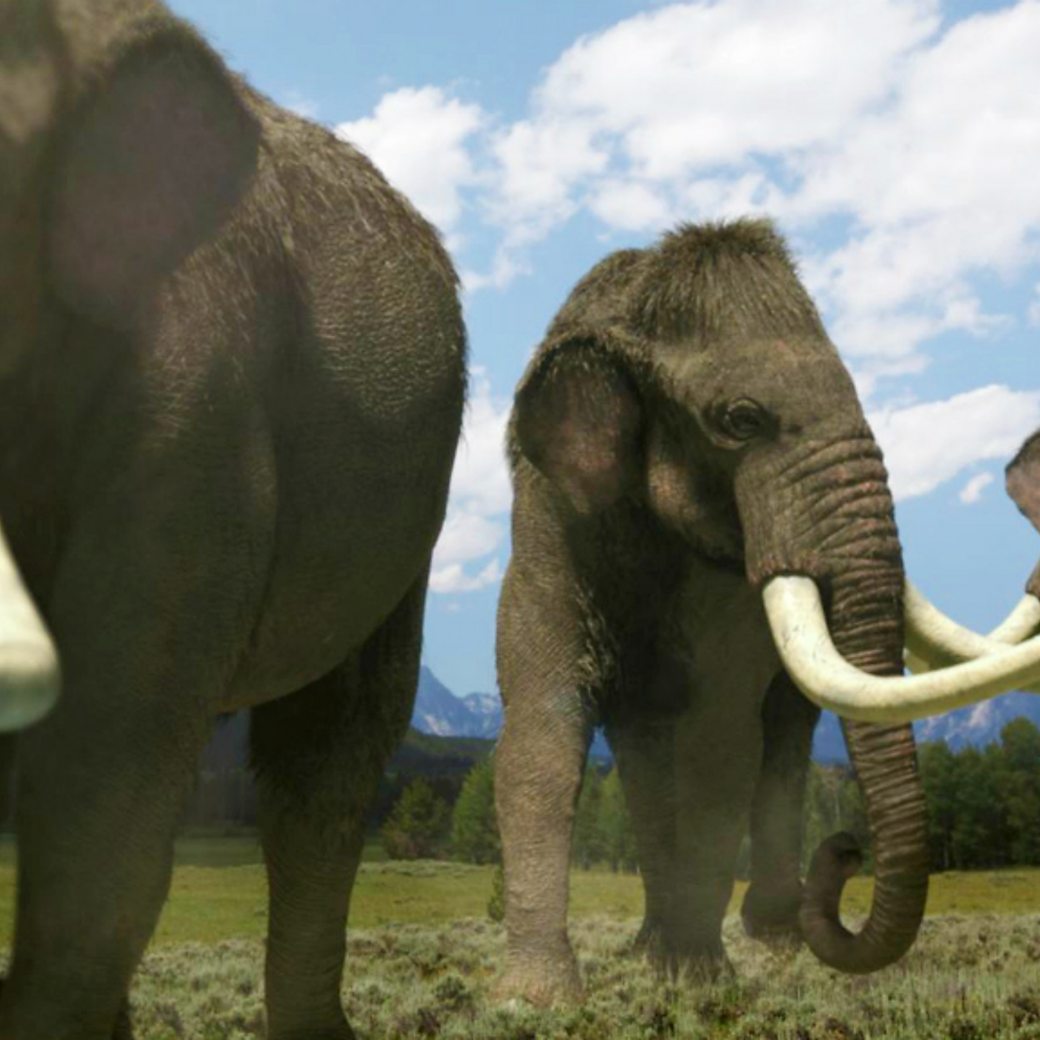 Wrangel Island Mammoths Discovery 