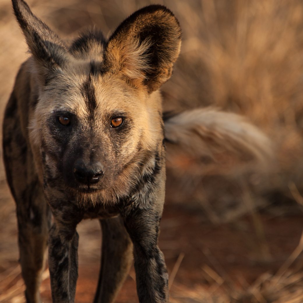 what-are-wild-dogs-called