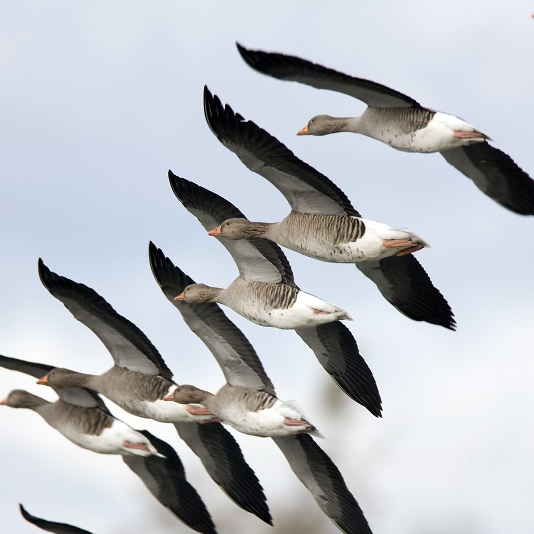 BBC Radio 4 - In Our Time - Fabulous flights: 13 amazing facts about bird  migration
