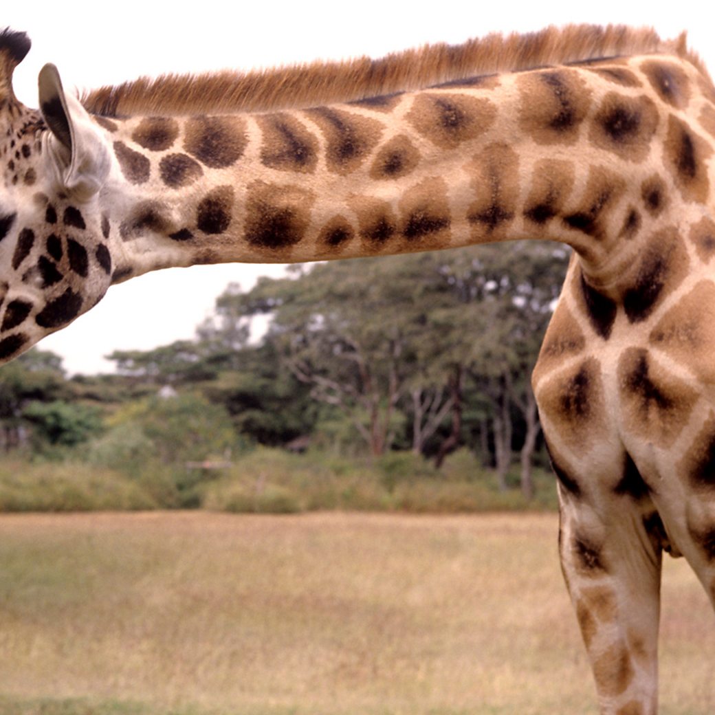 Giraffe is the tallest animal in the world. It has long legs and neck.  neck. Its long neck helps in 