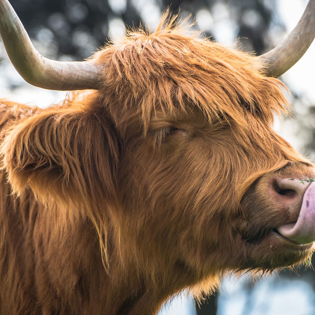 20 Fascinating Facts About The Highland Cow