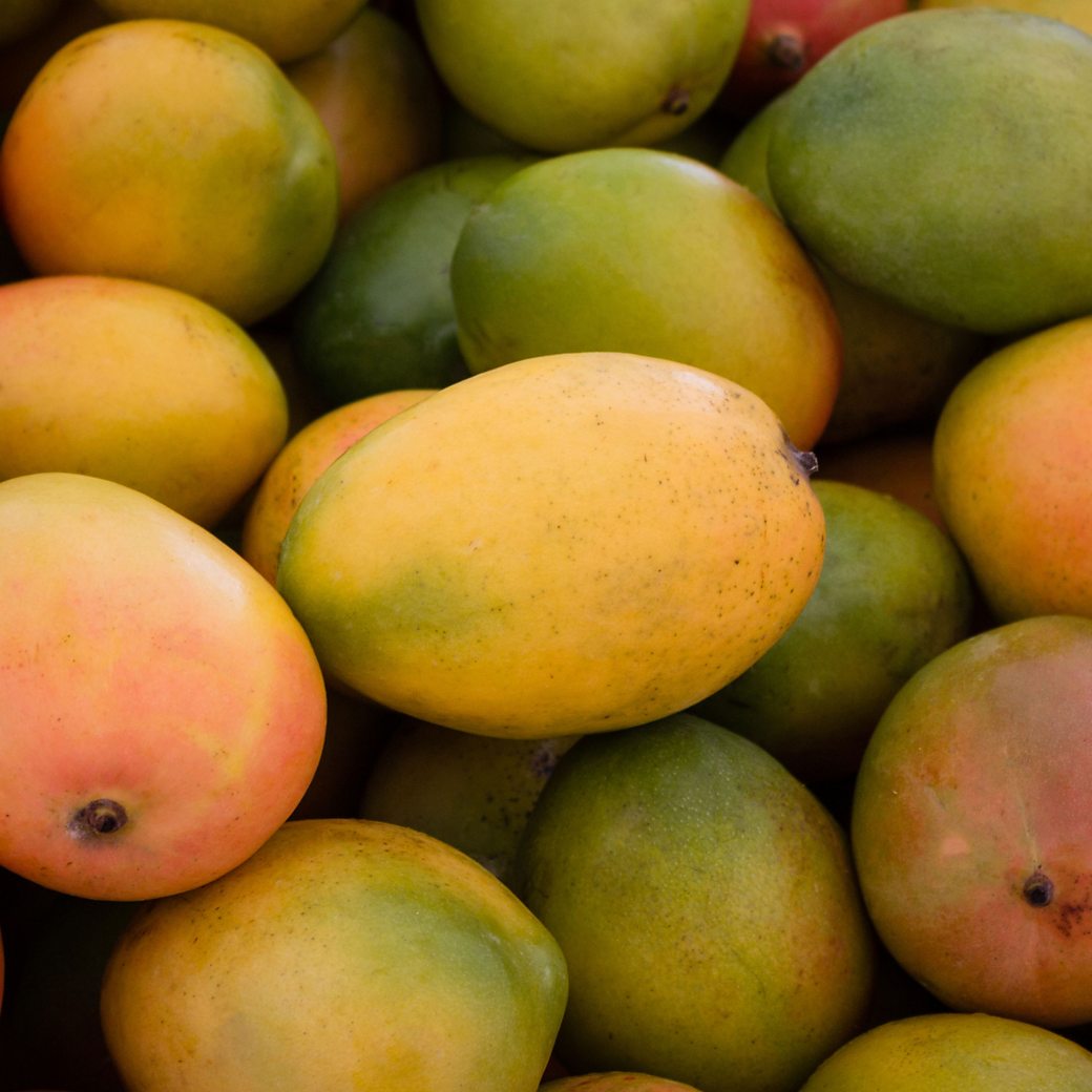 juicy facts about mangoes
