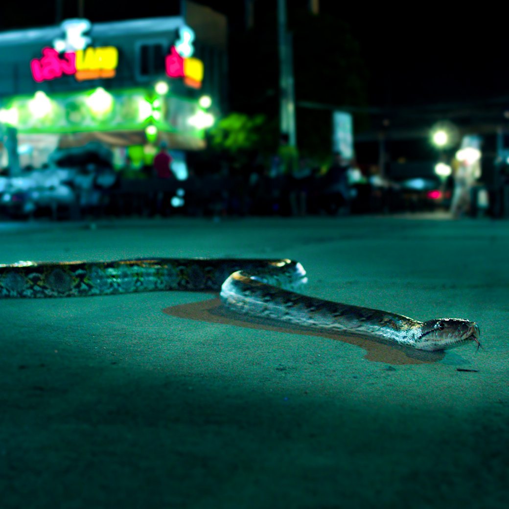 Snakes in the city