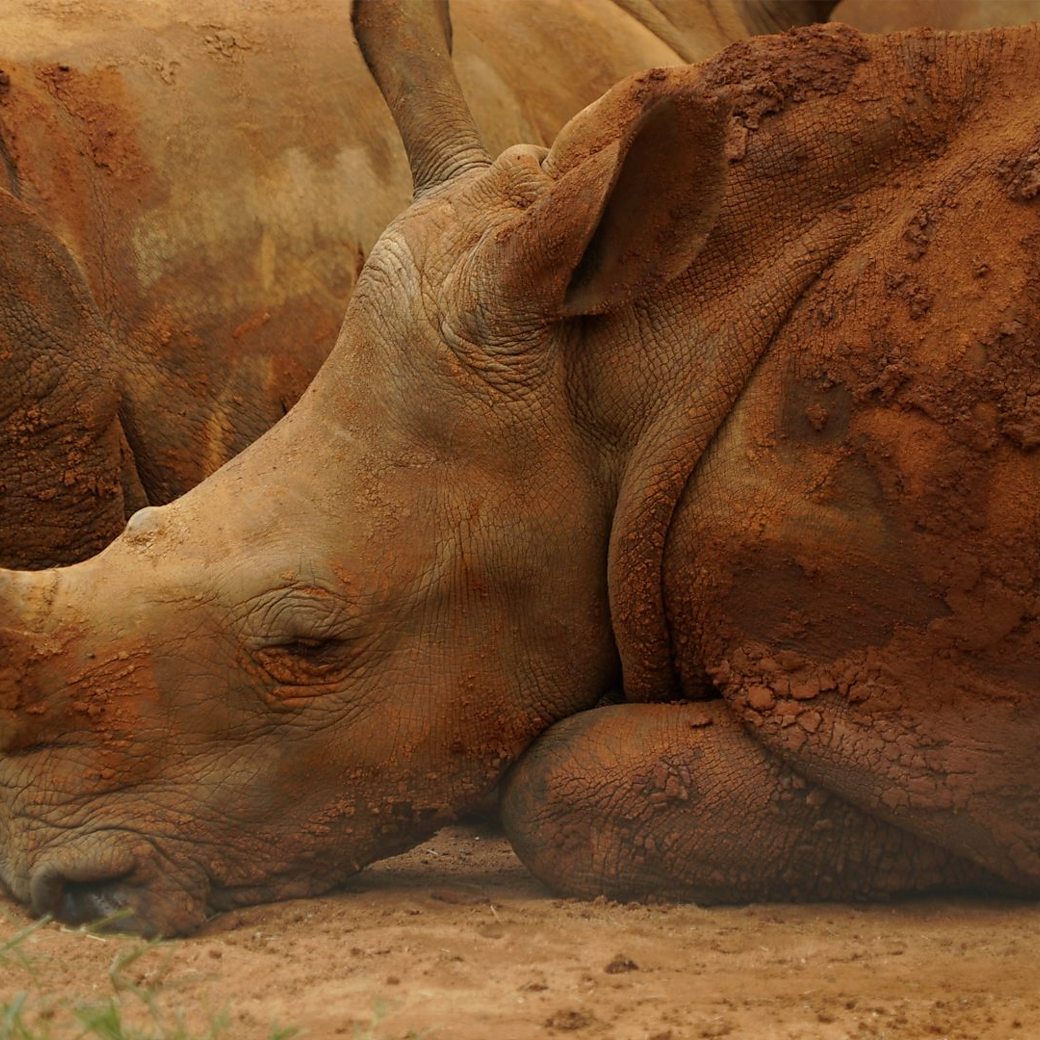 Why Are Rhino Horns Worth More Than Gold? 
