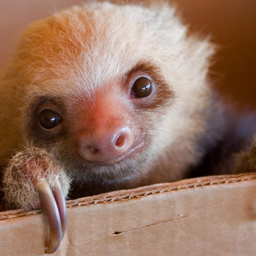 BBC Radio 4 - Radio 4 in Four - 10 incredible facts about the sloth