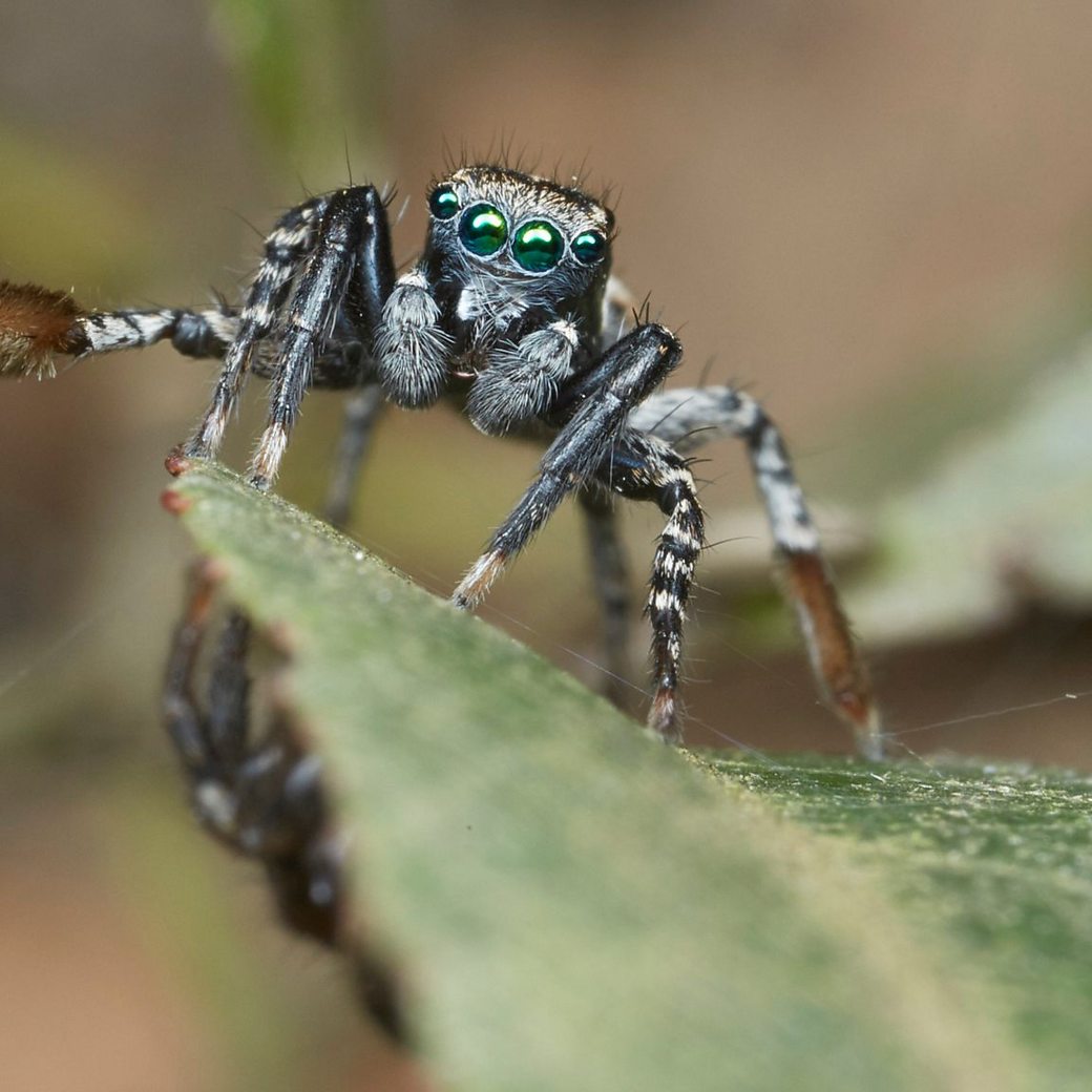 Jumping spider encounter?