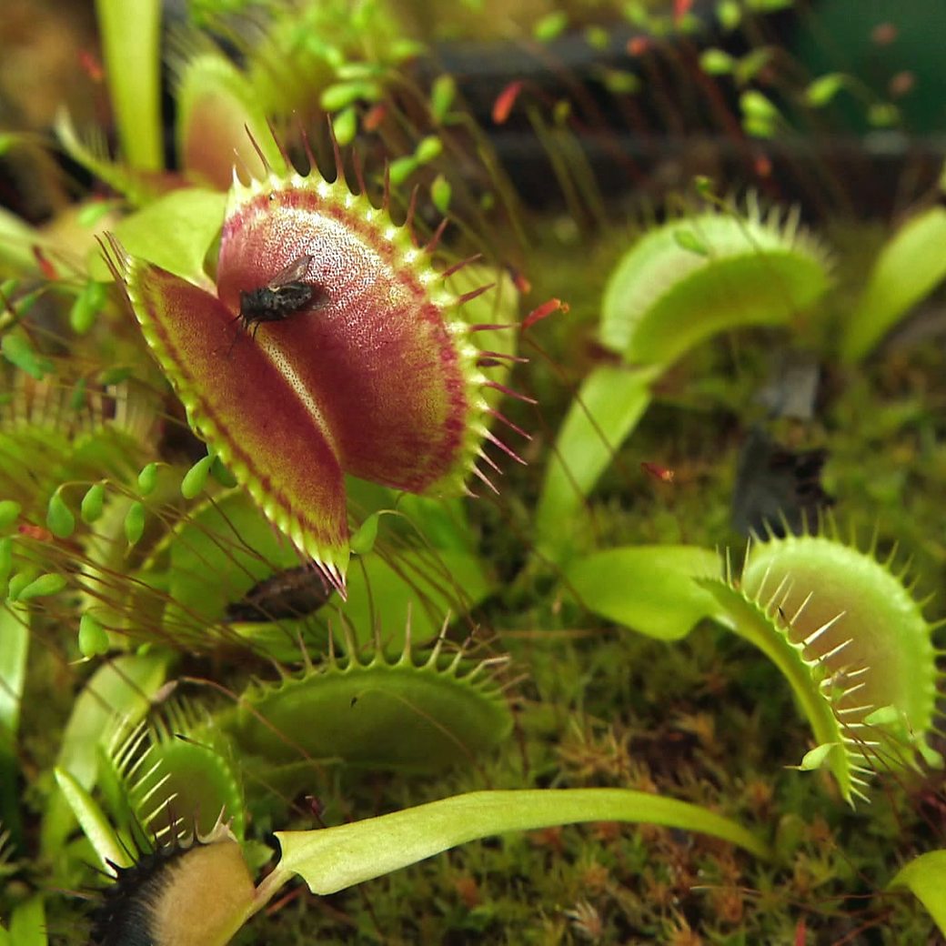 BBC Scotland - BBC Scotland - Beauty with a bite: The weird world of carnivorous  plants