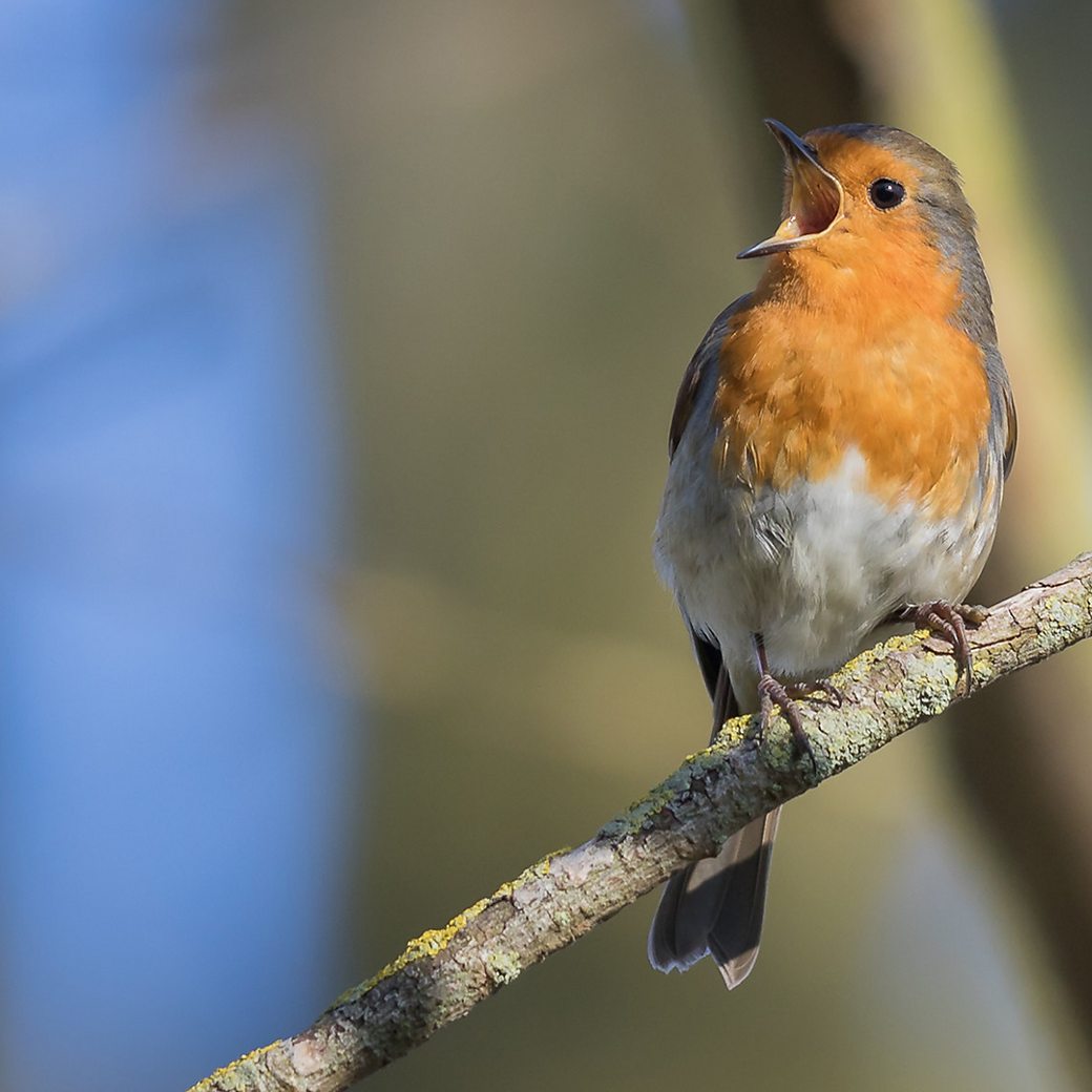 BBC Two - Winterwatch - Test your knowledge on the UK's birds of prey