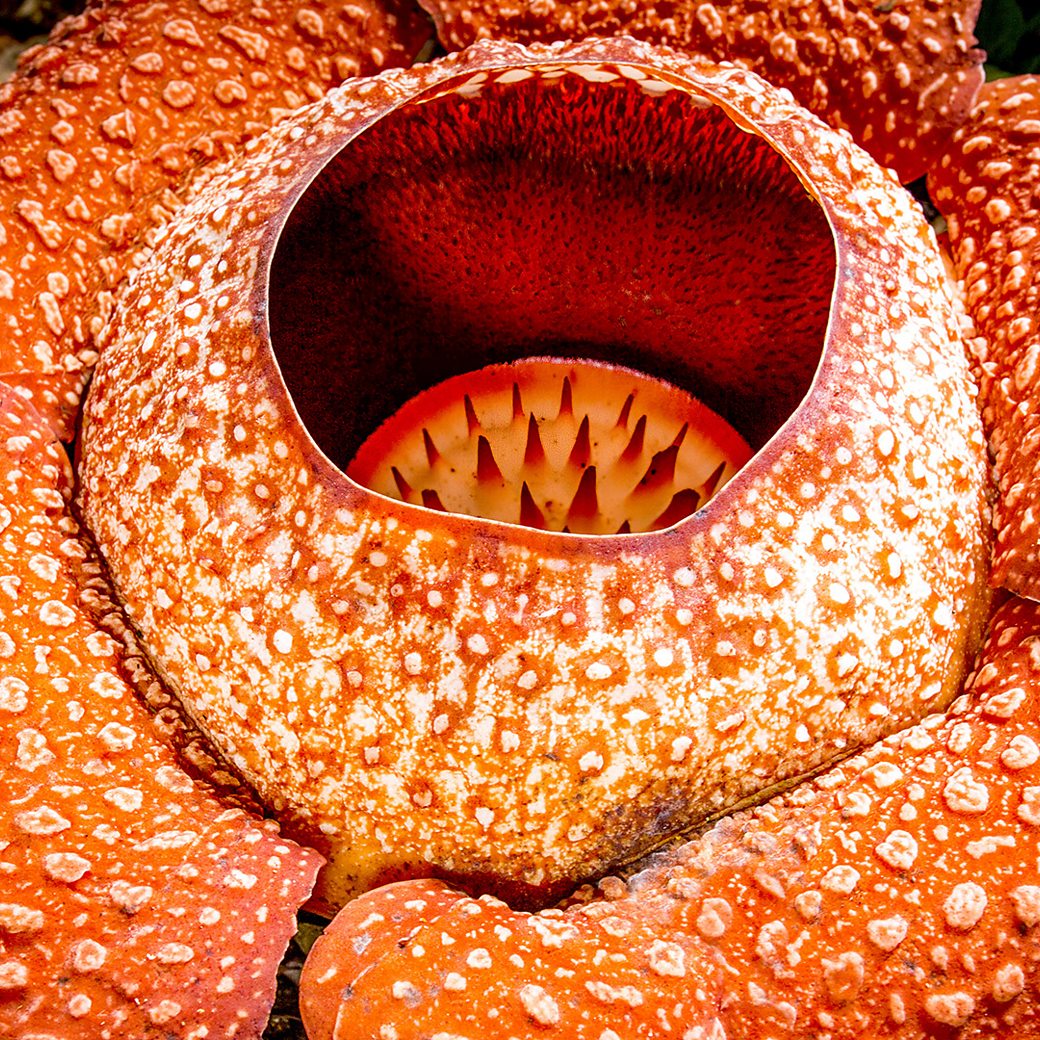 BBC One - The Green Planet - 10 weird and wonderful plants