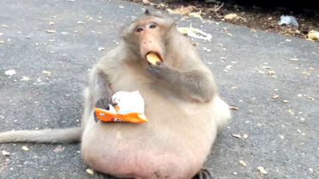 'Uncle Fatty' the obese monkey has completed his weightloss camp BBC