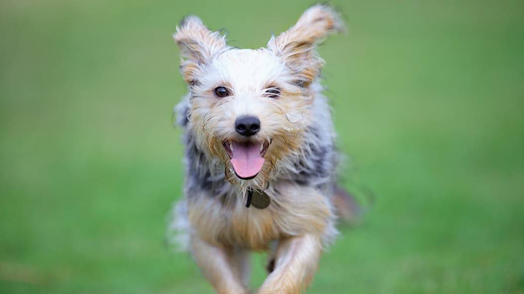 Yorkshire Terrier cross running on grass in park, panting