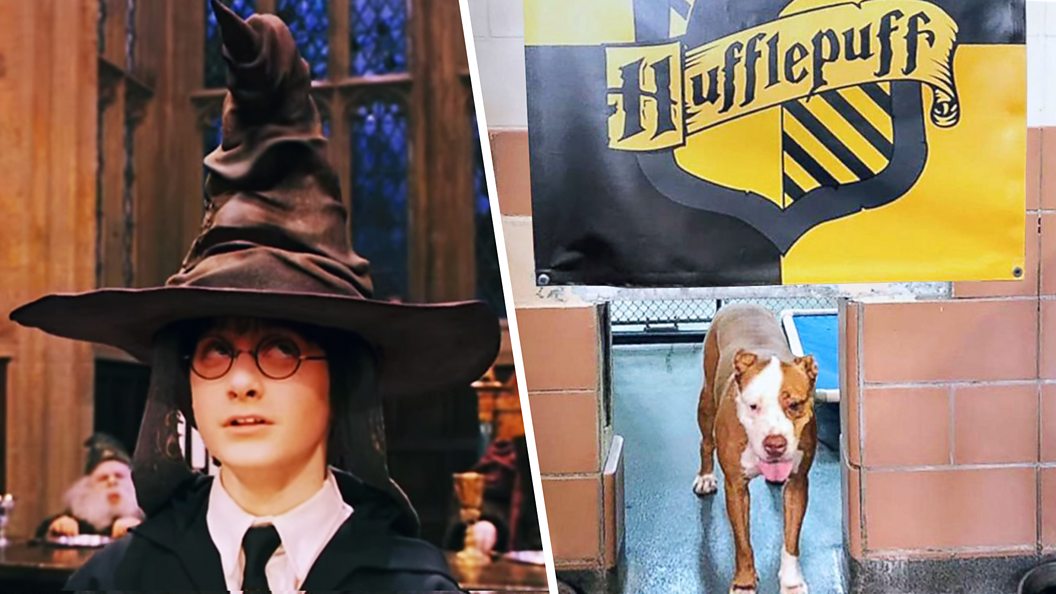 Welcome to Pawgwarts – the Harry Potter shelter for rescue dogs - BBC Three