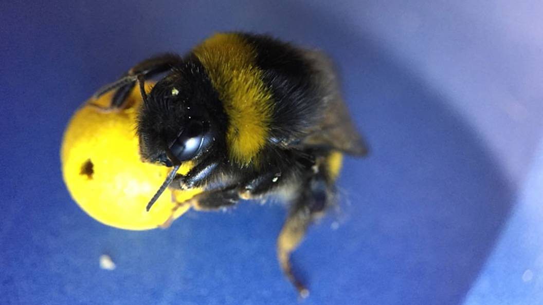 Bee with a tiny yellow ball
