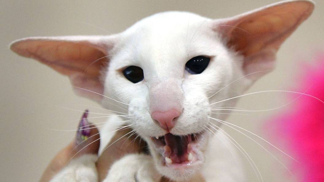 It's official Cats are nice. But I'm not convinced BBC Three