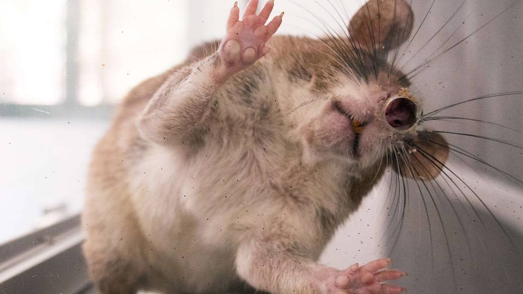 The rats that can smell cancer BBC Three